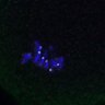 Thumbnail for dataset Fig4D_Recc8f_cl_image86