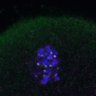 Thumbnail for dataset Fig4D_Recc8f_cl_image87-106