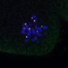 Thumbnail for dataset Fig4D_Recc8fnc_mut_image60
