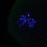 Thumbnail for dataset Fig4D_Recc8fnc_mut_image63