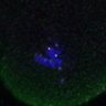 Thumbnail for dataset Fig4D_Recc8fnc_mut_image64