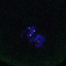 Thumbnail for dataset Fig4D_Recc8fnc_mut_image69