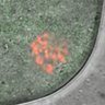 Thumbnail for dataset Fig4A-C_160701_MetaII_WT