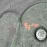 Thumbnail for dataset FigS1A_140722_mEGFP-PIAS