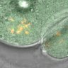 Thumbnail for dataset FigS1A_140722_mEGFP-PIAS4