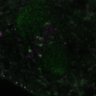 Thumbnail for dataset FigS1B_160420_aca_sgo2_sumo23_DNA_1