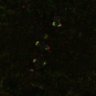 Thumbnail for FigS1B_160420_aca_sgo2_sumo23_DNA_2