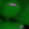 Thumbnail for dataset FigS1C_170803_SUMO2ga_1