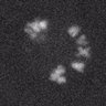 Thumbnail for dataset FigS1C_170803_SUMO2ga_2