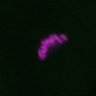 Thumbnail for dataset FigS1C_170803_SUMO2gg_1