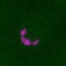 Thumbnail for dataset FigS1C_170803_UBC9_1
