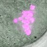 Thumbnail for dataset FigS2C_170420_egfp-pias1dn