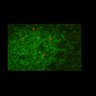 Thumbnail for dataset FigS2D_sumo23level_control