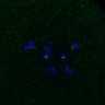 Thumbnail for dataset FigS3A_171231_MII_monastrol_cenpc_control_image6