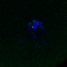 Thumbnail for dataset FigS3A_171231_MII_monastrol_cenpc_control_image7