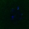 Thumbnail for dataset FigS3A_171231_MII_monastrol_cenpc_control_image8