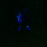 Thumbnail for FigS3A_171231_MII_monastrol_cenpc_control_image9