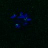 Thumbnail for dataset FigS3A_171231_MII_monastrol_cenpc_control_image11