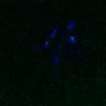 Thumbnail for dataset FigS3A_171231_MII_monastrol_cenpc_control_image12