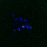 Thumbnail for FigS3A_171231_MII_monastrol_cenpc_control_image14