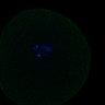 Thumbnail for dataset FigS3A_171231_MII_monastrol_cenpc_control_image36