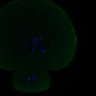 Thumbnail for dataset FigS3A_171231_MII_monastrol_cenpc_control_image37