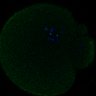 Thumbnail for dataset FigS3A_171231_MII_monastrol_cenpc_control_image38