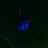 Thumbnail for dataset FigS3A_171231_MII_monastrol_cenpc_PIASdn_image15