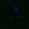 Thumbnail for dataset FigS3A_171231_MII_monastrol_cenpc_PIASdn_image16