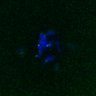 Thumbnail for FigS3A_171231_MII_monastrol_cenpc_PIASdn_image17
