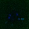 Thumbnail for dataset FigS3A_171231_MII_monastrol_cenpc_PIASdn_image19
