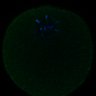 Thumbnail for dataset FigS3A_171231_MII_monastrol_cenpc_PIASdn_image35