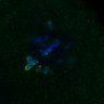 Thumbnail for dataset FigS3A_171231_MII_monastrol_cenpc_PIASdn_image40