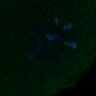 Thumbnail for dataset FigS3A_171231_MII_monastrol_cenpc_PIASdn_image41-49