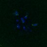 Thumbnail for dataset FigS3A_171231_MII_monastrol_cenpc_PIASwt_image20