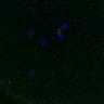 Thumbnail for dataset FigS3A_171231_MII_monastrol_cenpc_PIASwt_image22