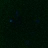 Thumbnail for dataset FigS3A_171231_MII_monastrol_cenpc_PIASwt_image23