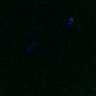 Thumbnail for dataset FigS3A_171231_MII_monastrol_cenpc_PIASwt_image24
