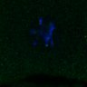 Thumbnail for FigS3A_171231_MII_monastrol_cenpc_PIASwt_image25-27