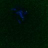 Thumbnail for dataset FigS3A_171231_MII_monastrol_cenpc_PIASwt_image30