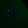 Thumbnail for dataset FigS3A_180213_cenpc