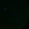 Thumbnail for dataset FigS3A_180213_pias1cenpc_image3