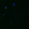 Thumbnail for dataset FigS3A_180213_pias1cenpc_image8