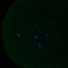 Thumbnail for dataset FigS3A_180213_pias1cenpc_image10