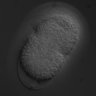 Thumbnail for RNAi_R08D7.1_070718_02