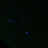 Thumbnail for dataset FigS3A_180213_pias1cenpc_image23