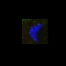 Thumbnail for dataset FigS3B_170723_control_12oocytes