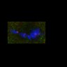 Thumbnail for FigS3B_170723_control11
