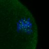 Thumbnail for dataset FigS3C_180111_MII_cenpc_image6