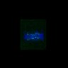 Thumbnail for FigS3C_180111_MII_piasdn-cenpc_image9